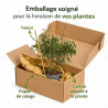 Pin de montagne 'Mops' Pot 8L 25/30cm - Pinus mugo Mops