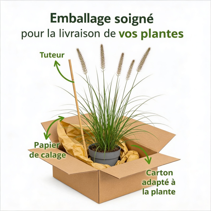 Herbe aux écouvillons alopecuroides Hameln 60cm Pot 10L - Pennisetum alopecuroides Hameln