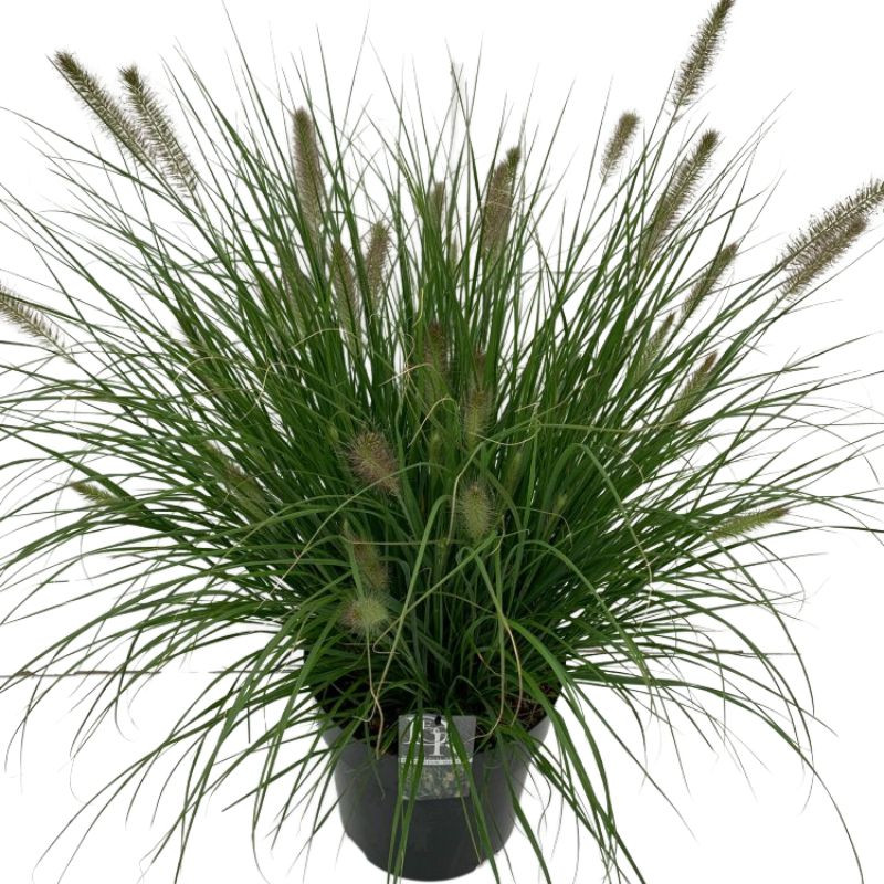 Herbe aux écouvillons alopecuroides Hameln 60cm Pot 10L - Pennisetum alopecuroides Hameln