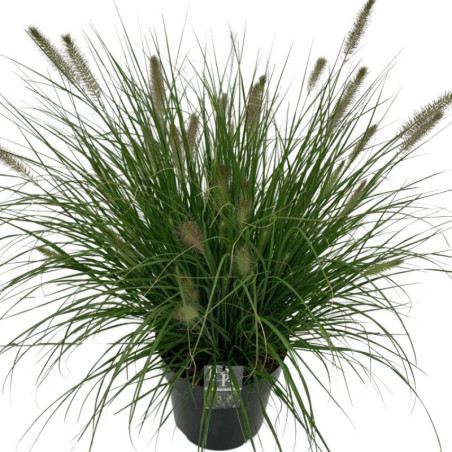 Herbe aux écouvillons alopecuroides Hameln 60cm Pot 10L - Pennisetum alopecuroides Hameln