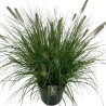 Herbe aux écouvillons alopecuroides Hameln 60cm Pot 10L - Pennisetum alopecuroides Hameln