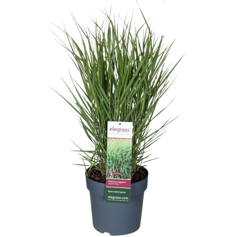 Panic érigé virgatum Apache Rose 20cm Pot 23cm - Panicum virgatum Apache Rose