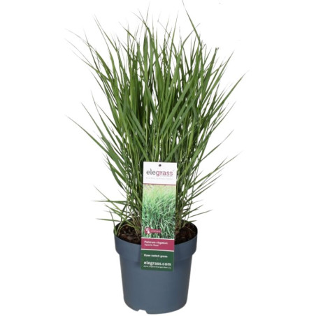 Panic érigé virgatum Apache Rose 20cm Pot 23cm - Panicum virgatum Apache Rose