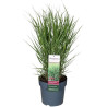 Panic érigé virgatum Apache Rose 20cm Pot 23cm - Panicum virgatum Apache Rose