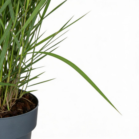 Panic érigé virgatum Apache Rose 20cm Pot 23cm - Panicum virgatum Apache Rose