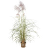 Roseau de Chine sinensis Pink Cloud 40/60cm Pot 3L - Miscanthus sinensis Pink Cloud
