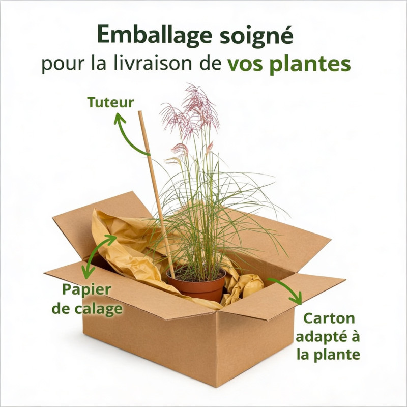 Roseau de Chine sinensis Pink Cloud 40/60cm Pot 3L - Miscanthus sinensis Pink Cloud