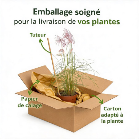 Roseau de Chine sinensis Pink Cloud 40/60cm Pot 3L - Miscanthus sinensis Pink Cloud