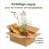 Roseau de Chine sinensis Pink Cloud 40/60cm Pot 3L - Miscanthus sinensis Pink Cloud