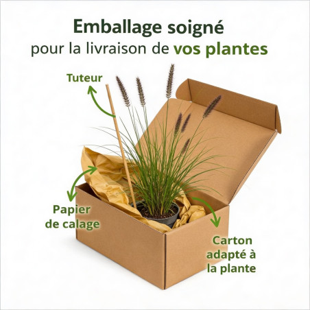 Herbe aux écouvillons alopecuroides Moudry 30cm Pot 3L - Pennisetum alopecuroides Moudry