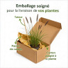 Herbe aux écouvillons alopecuroides Moudry 30cm Pot 3L - Pennisetum alopecuroides Moudry