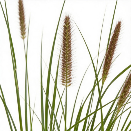 Herbe aux écouvillons alopecuroides Moudry 30cm Pot 3L - Pennisetum alopecuroides Moudry
