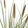 Herbe aux écouvillons alopecuroides Moudry 30cm Pot 3L - Pennisetum alopecuroides Moudry