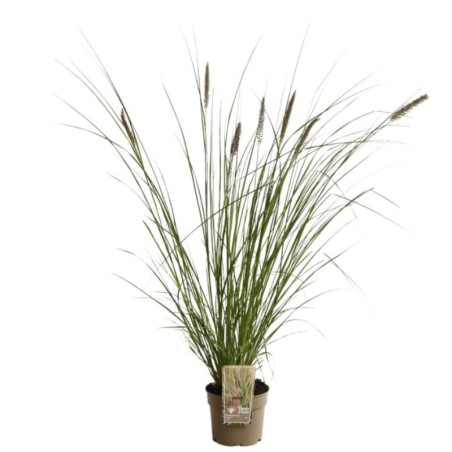 Herbe aux écouvillons alopecuroides Moudry 30cm Pot 3L - Pennisetum alopecuroides Moudry
