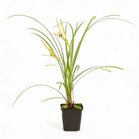 Laîche grayi 20cm Pot 9cm - Carex grayi