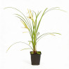Laîche grayi 20cm Pot 9cm - Carex grayi