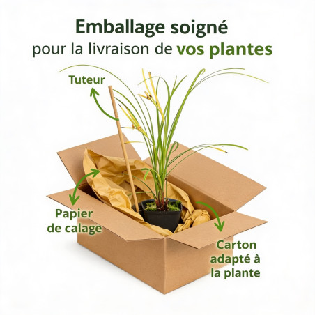 Laîche grayi 20cm Pot 9cm - Carex grayi