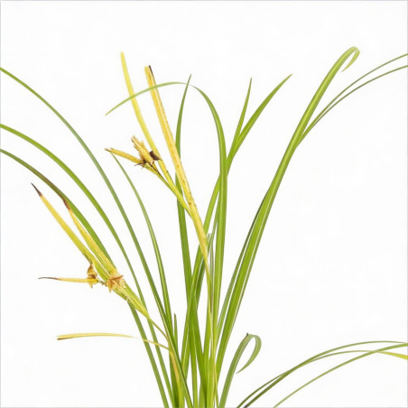 Laîche grayi 20cm Pot 9cm - Carex grayi