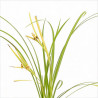 Laîche grayi 20cm Pot 9cm - Carex grayi