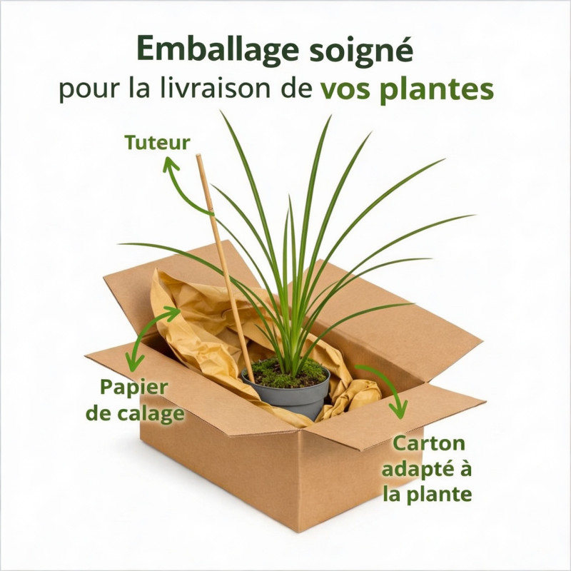 Laîche sylvatica 20cm Pot 9cm - Carex sylvatica
