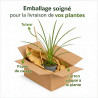 Laîche sylvatica 20cm Pot 9cm - Carex sylvatica