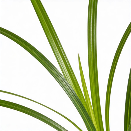 Laîche sylvatica 20cm Pot 9cm - Carex sylvatica