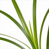 Laîche sylvatica 20cm Pot 9cm - Carex sylvatica