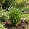Laîche sylvatica 20cm Pot 9cm - Carex sylvatica