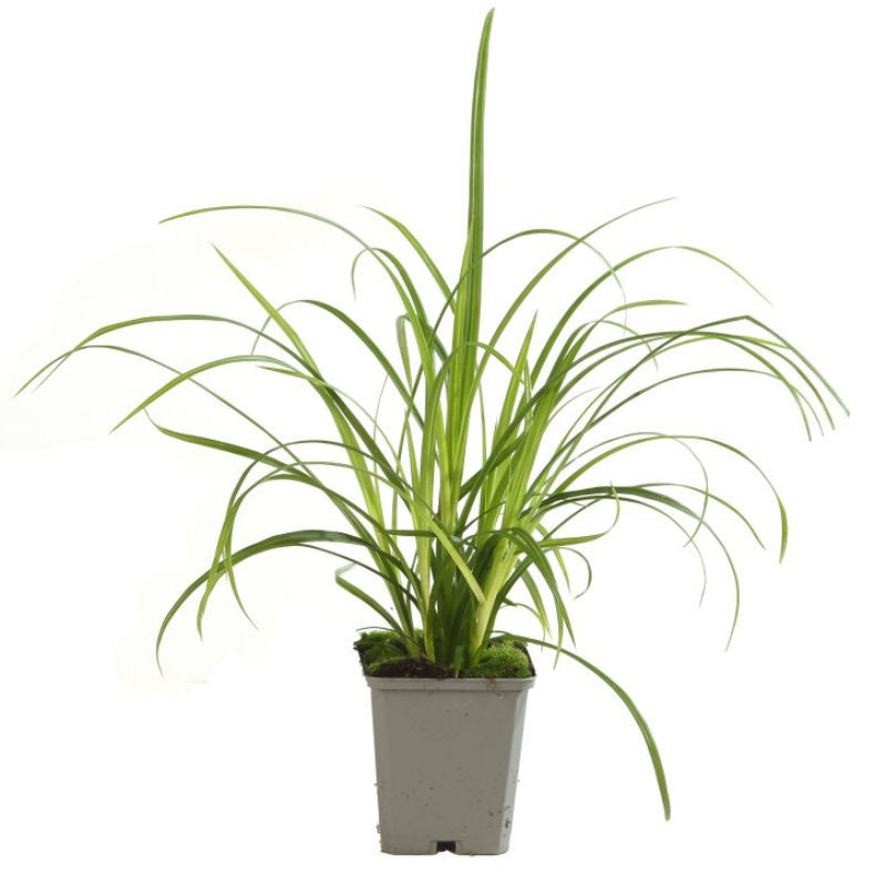Laîche sylvatica 20cm Pot 9cm - Carex sylvatica