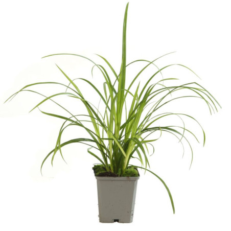 Laîche sylvatica 20cm Pot 9cm - Carex sylvatica