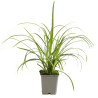 Laîche sylvatica 20cm Pot 9cm - Carex sylvatica