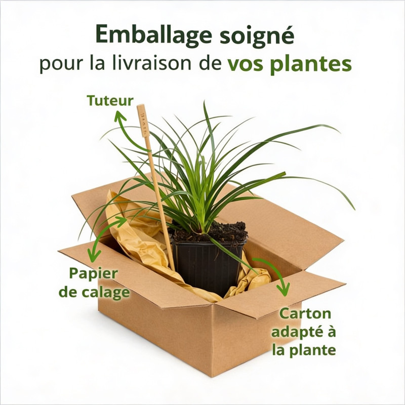 Laîche morrowii 20cm Pot 9cm - Carex morrowii