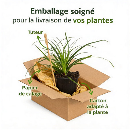 Laîche morrowii 20cm Pot 9cm - Carex morrowii