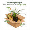 Laîche morrowii 20cm Pot 9cm - Carex morrowii