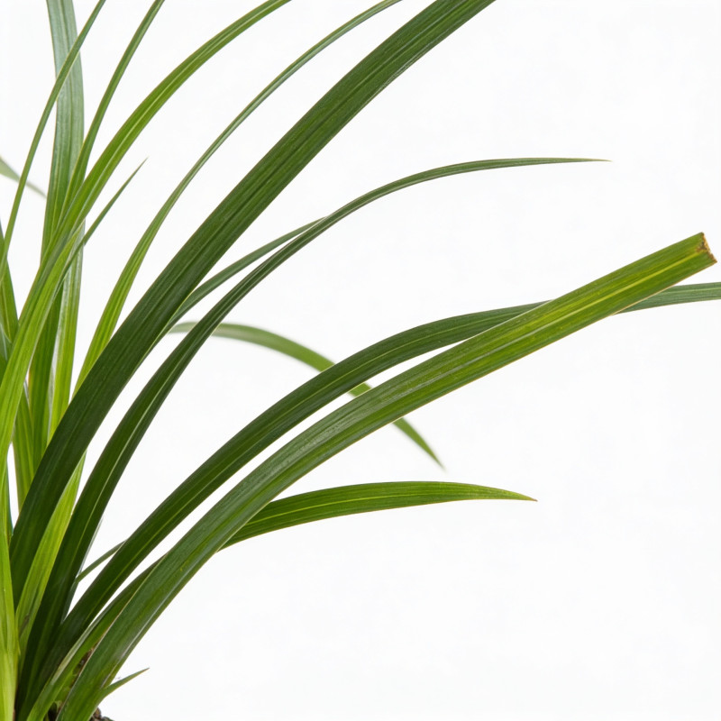 Laîche morrowii 20cm Pot 9cm - Carex morrowii