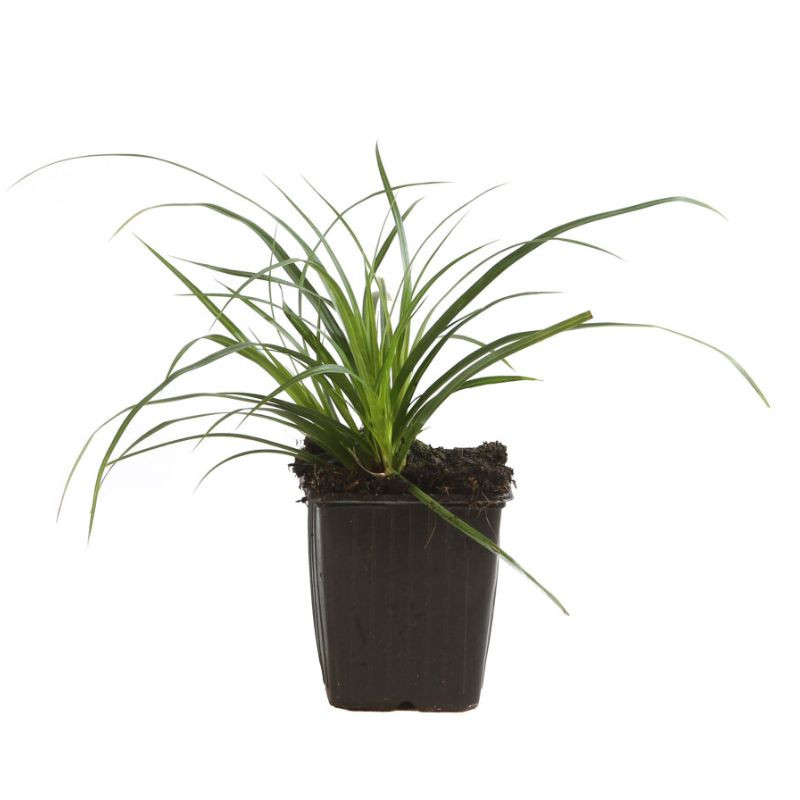 Laîche morrowii 20cm Pot 9cm - Carex morrowii