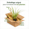 Laîche morrowii Variegata 20cm Pot 9cm - Carex morrowii Variegata
