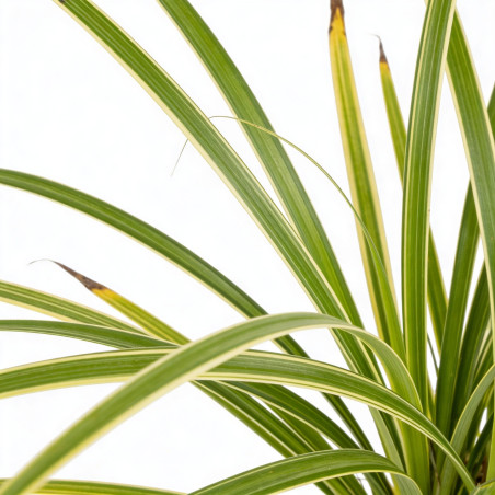 Laîche morrowii Variegata 20cm Pot 9cm - Carex morrowii Variegata