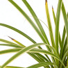Laîche morrowii Variegata 20cm Pot 9cm - Carex morrowii Variegata