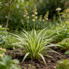 Laîche morrowii Variegata 20cm Pot 9cm - Carex morrowii Variegata