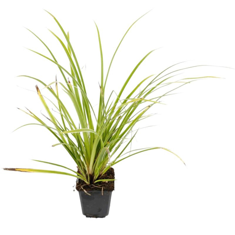 Laîche morrowii Variegata 20cm Pot 9cm - Carex morrowii Variegata