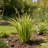 Acore graminé ‘Ogon’ - Acorus gramineus ‘Ogon’ pot 19cm