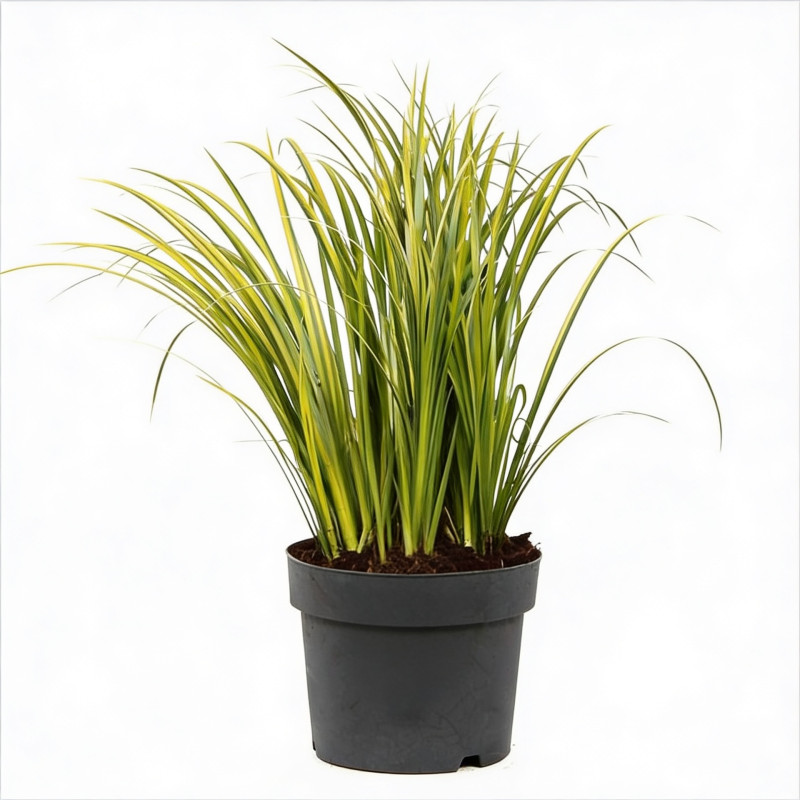 Acore graminé ‘Ogon’ - Acorus gramineus ‘Ogon’ pot 19cm