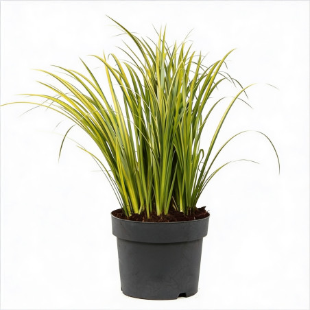 Acore graminé ‘Ogon’ - Acorus gramineus ‘Ogon’ pot 19cm