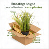Acore graminé ‘Ogon’ - Acorus gramineus ‘Ogon’ pot 19cm