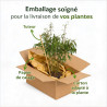 Bambou rufa 80/100cm Pot 29cm - Fargesia rufa