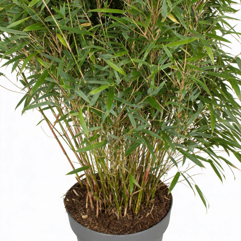 Bambou rufa 80/100cm Pot 29cm - Fargesia rufa