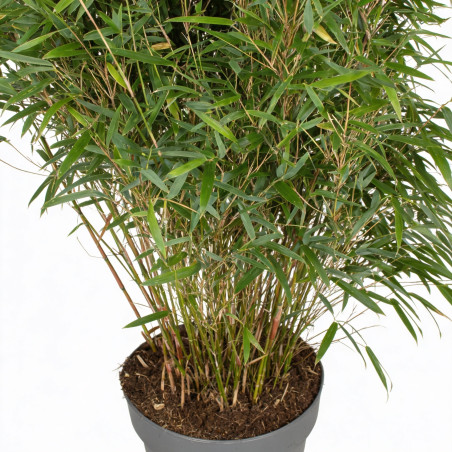 Bambou rufa 80/100cm Pot 29cm - Fargesia rufa