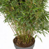Bambou rufa 80/100cm Pot 29cm - Fargesia rufa