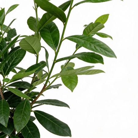 Laurier-cerise Rotundifolia 50/60cm Pot 6L - Prunus laurocerasus Rotundifolia